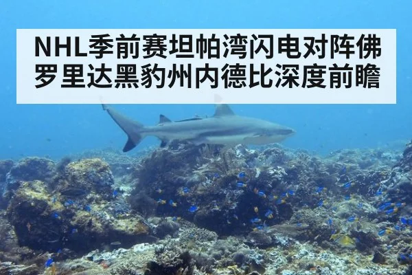 NHL季前赛坦帕湾闪电对阵佛罗里达黑豹州内德比深度前瞻